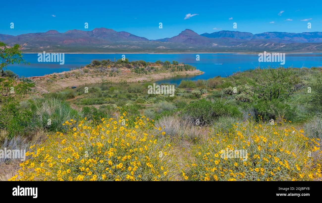 USA, Arizona. Fiori sul panoramico lago Theodore Roosevelt sul fiume Salt. Foto Stock