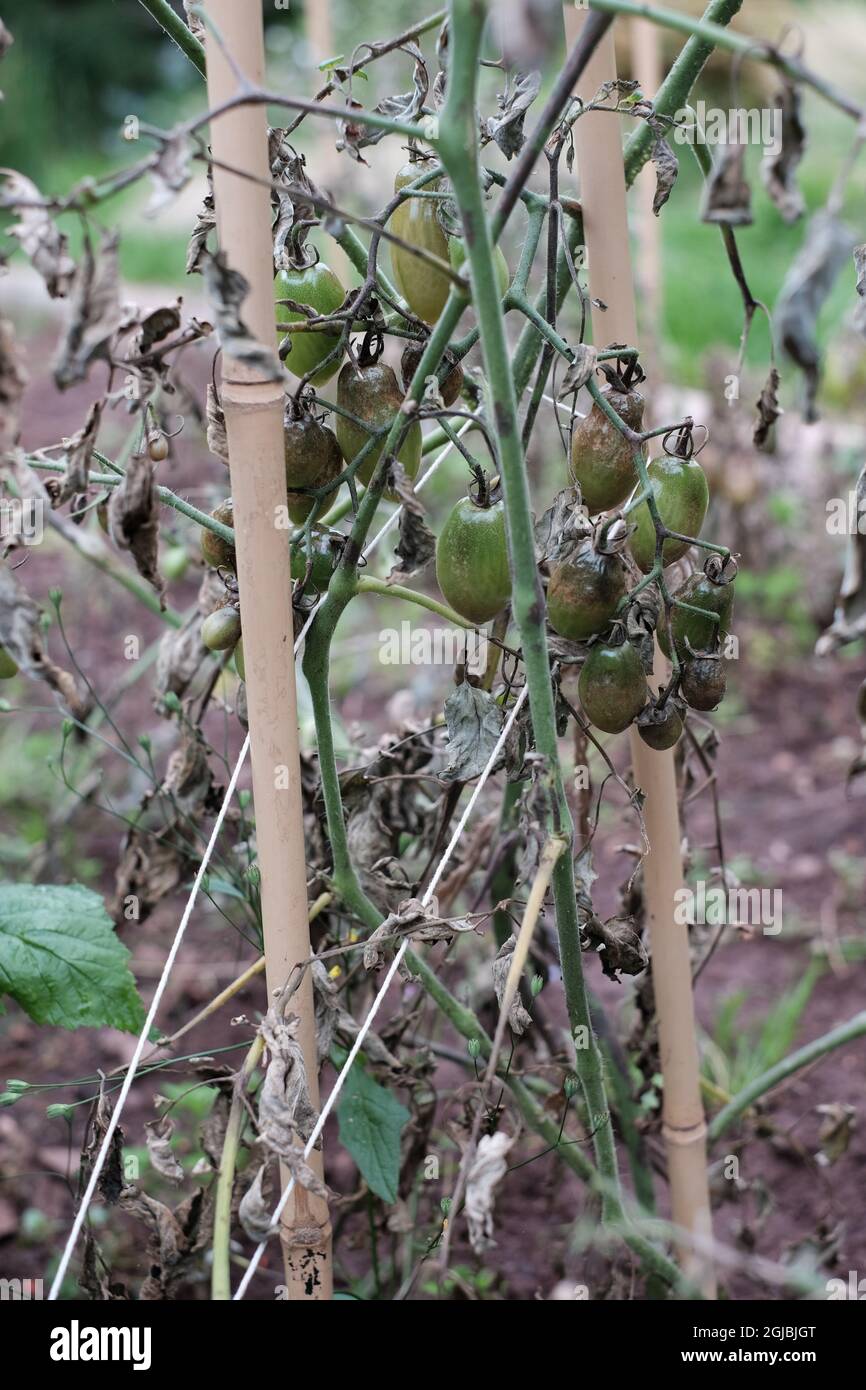 Piante di tomatoe in giardino posteriore patch vegetale con foglie curling e piante morendo indietro a causa della mancanza di acqua e freddo tempo. Foto Stock