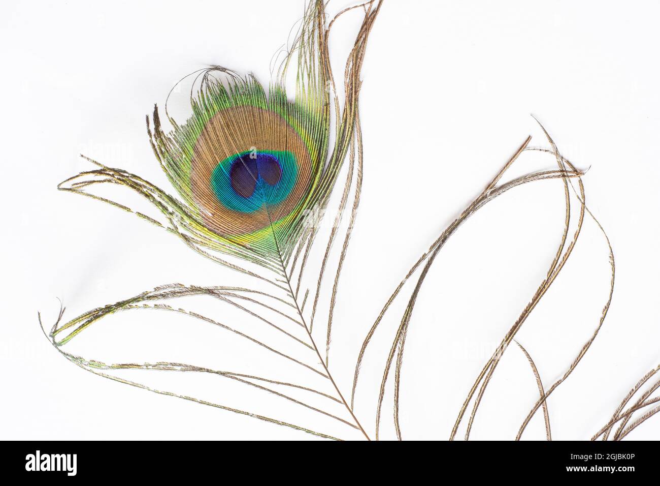 piuma singola di pavone. fondo bianco isolato Foto Stock