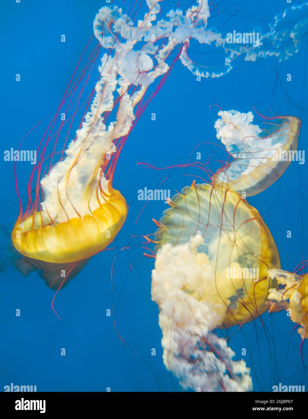 USA, California, Long Beach. Pesci meduse di tartaruga marina del Pacifico galleggiano nell'Acquario di Long Beach. Foto Stock