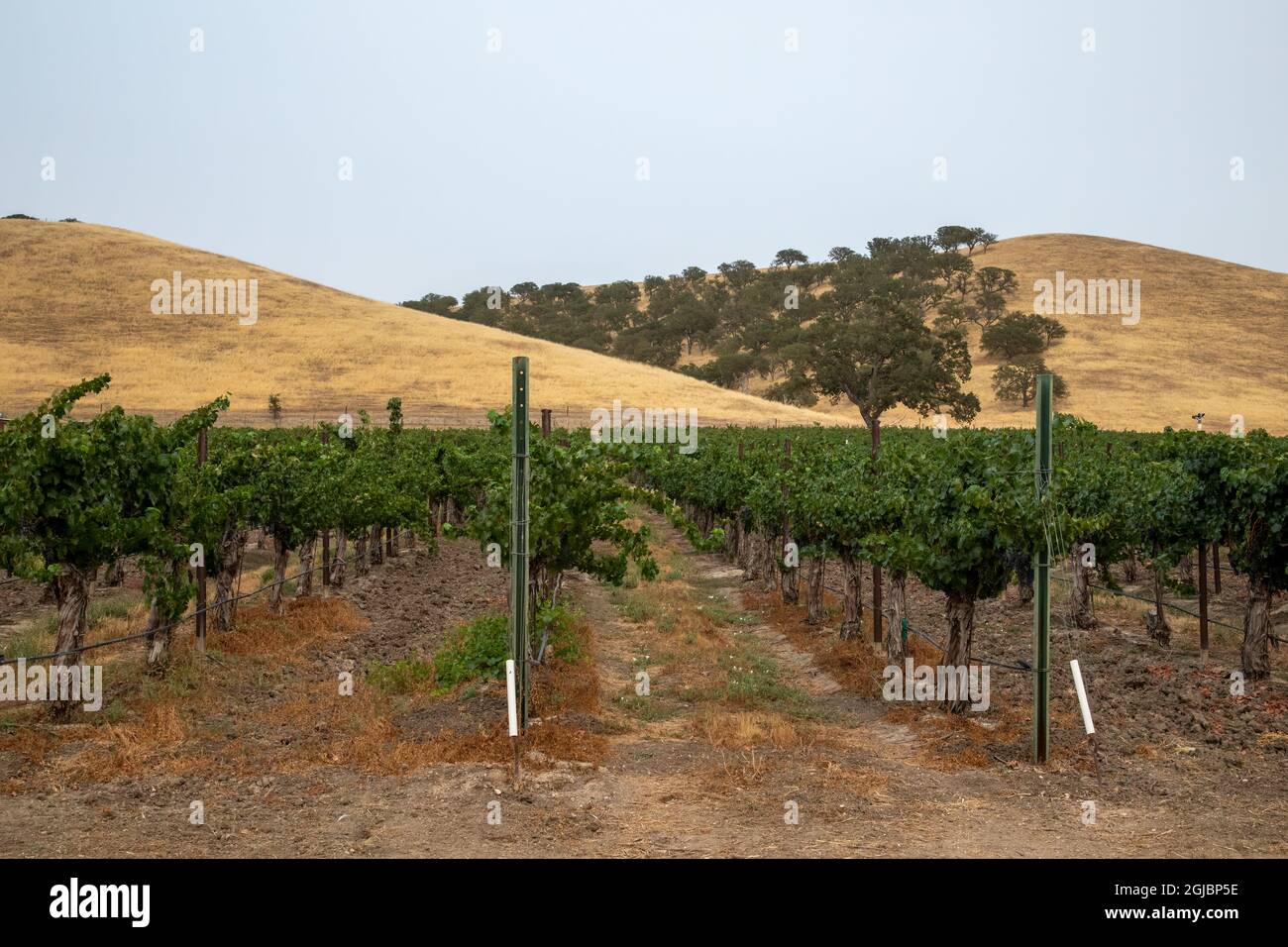 USA, California, Paso Robles. Vigneto e colline. Foto Stock