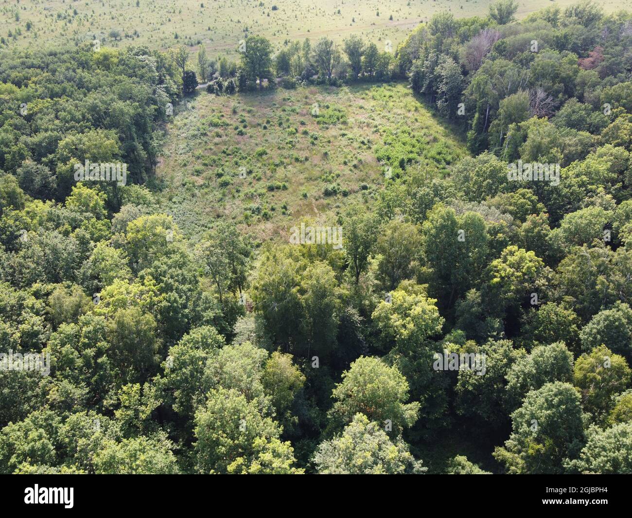 Luogo di abbattimento di alberi nella foresta, una radura. Veduta aerea di una radura forestale, paesaggio. Area forestale abbattuto. Foto Stock