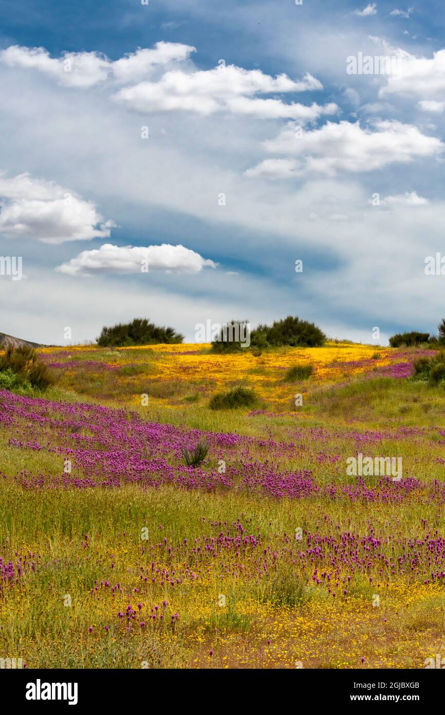 USA, California. Owl's Clover e Goldfields con nuvole, Carrizo Plains National Monument. Foto Stock