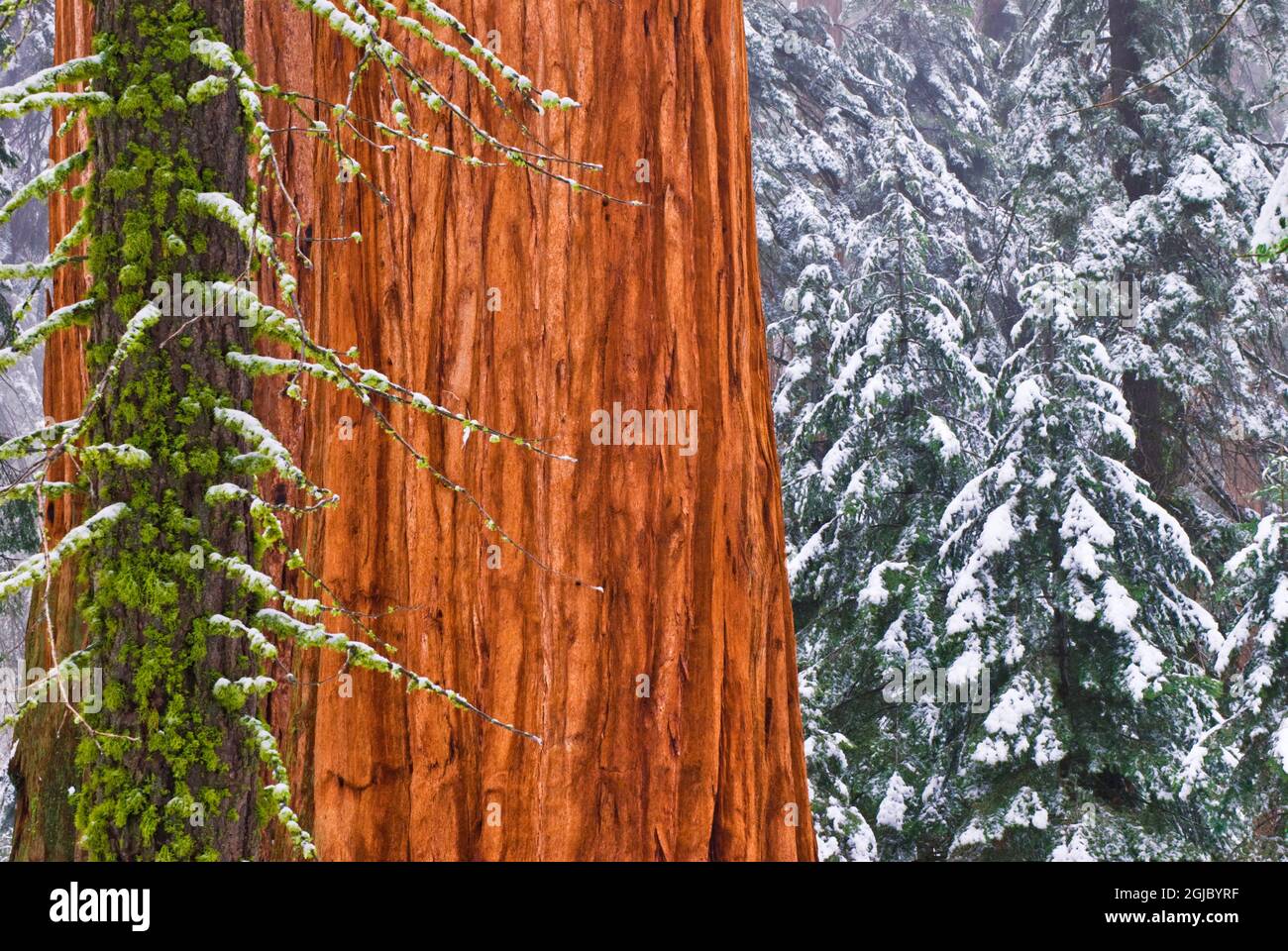 Sequoia gigante (Sequoiadendron giganteum) in inverno, Foresta gigante, Parco Nazionale Sequoia, California, Stati Uniti. Foto Stock