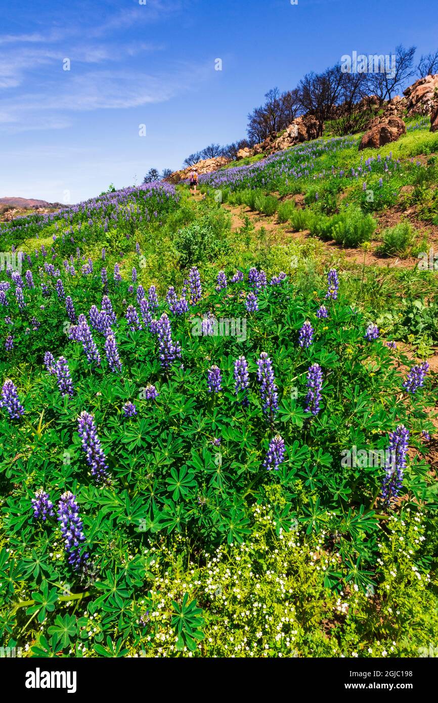 Fiori selvatici ed escursionista al Charmlee Wilderness Park, Malibu, California, USA. (SIG.) Foto Stock
