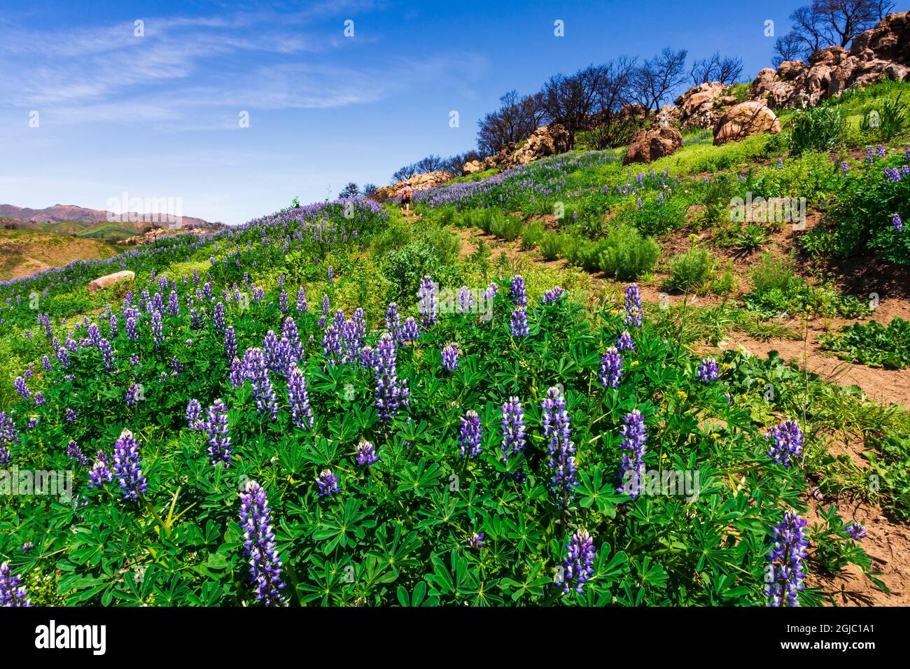 Fiori selvatici ed escursionista al Charmlee Wilderness Park, Malibu, California, USA. (SIG.) Foto Stock