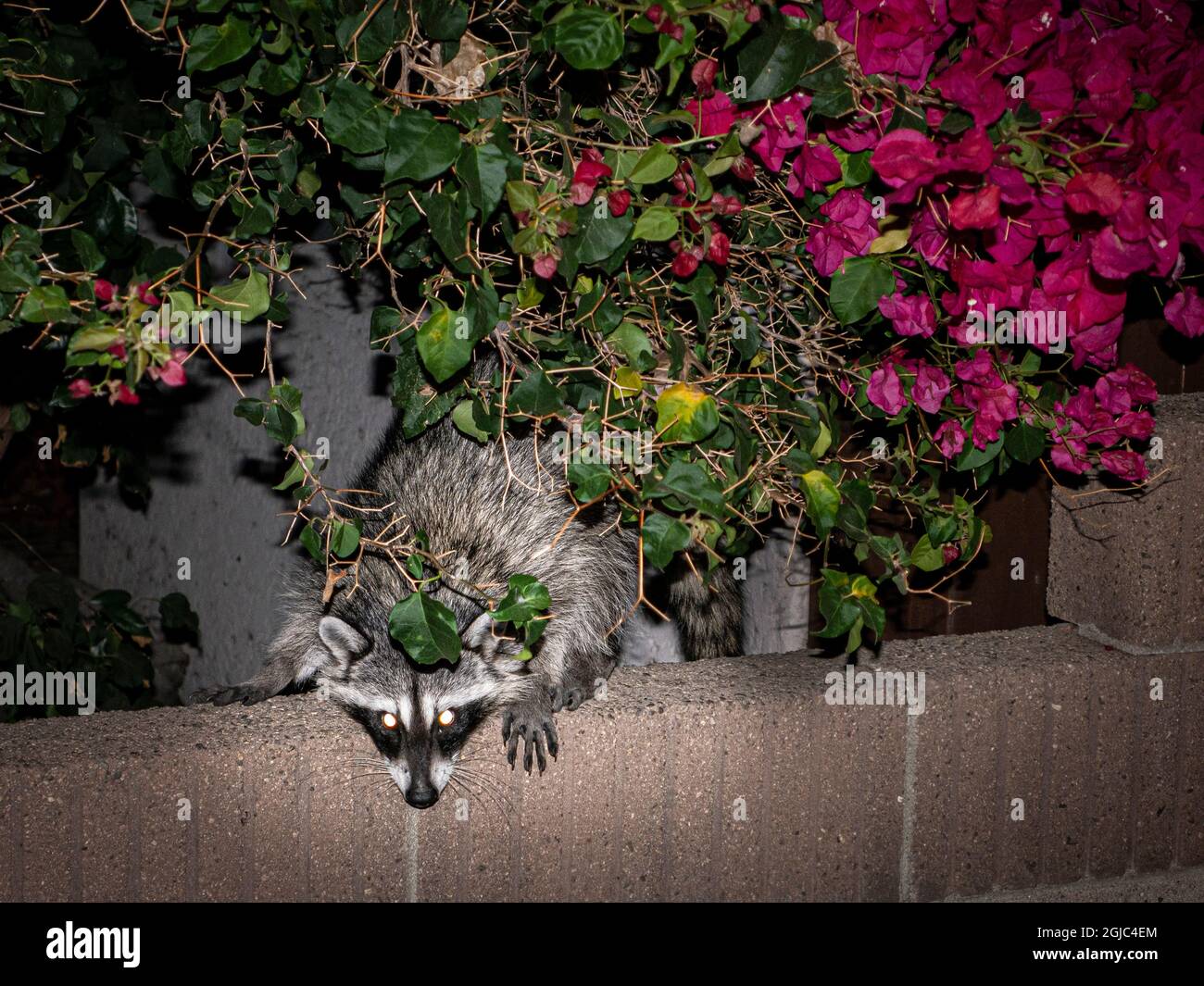 Curioso raccoon di notte in città, Los Angeles, California Foto Stock