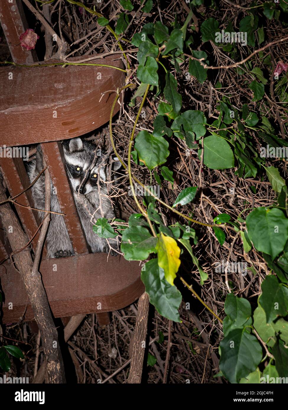 Curioso raccoon di notte in città, Los Angeles, California Foto Stock