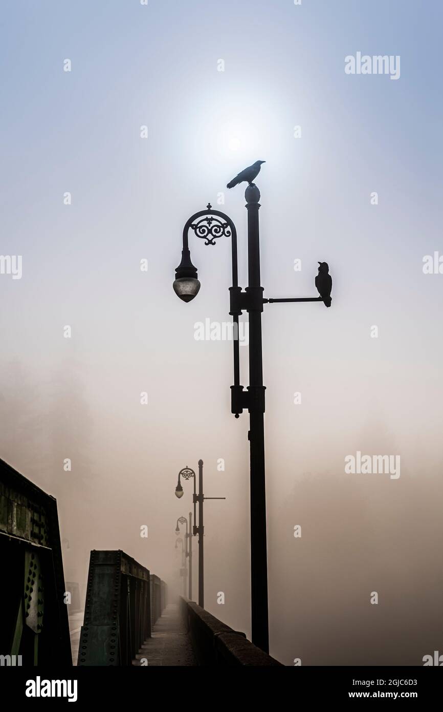 Corvo seduto su un lampione, guardando un altro, in una mattinata di nebbia lungo il fiume russo Foto Stock