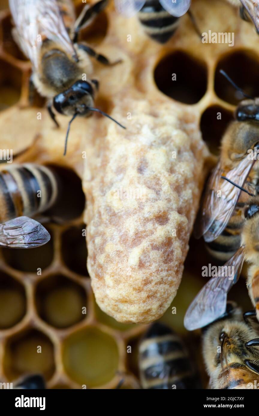 Capped Queen Cell in una colonia di miele di api Foto Stock