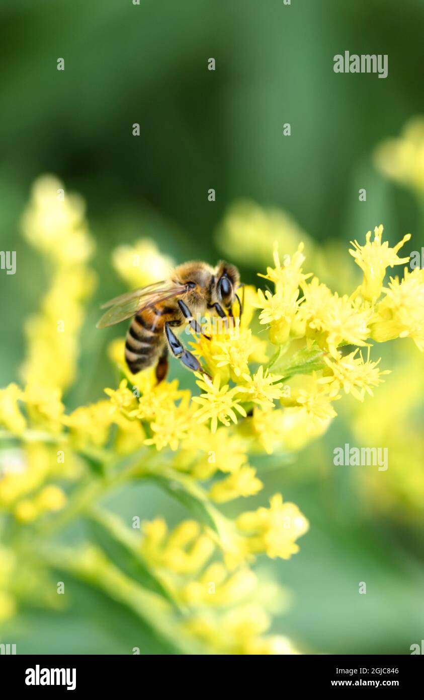 Il miele del lavoratore Bee su goldenrod Foto Stock