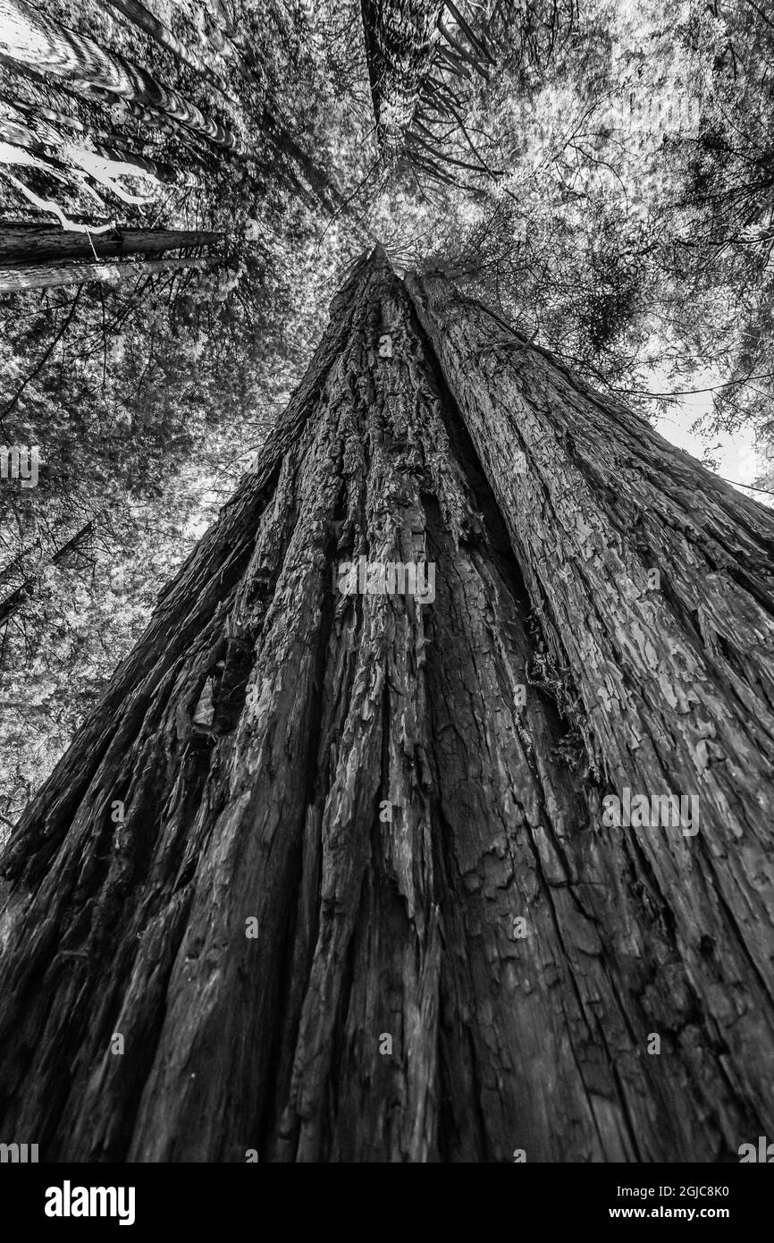 Albero torreggiante verde, Redwoods National Park, Newton B Drury Drive, Crescent City, California. Gli alberi più alti del mondo, millenni. Foto Stock