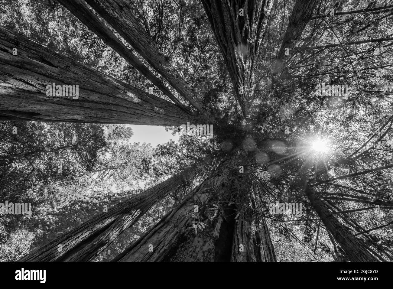 Il sole splende attraverso un albero torreggiante, il Redwoods National Park, Newton B Drury Drive, Crescent City, California. Gli alberi più alti del mondo, migliaia di y Foto Stock