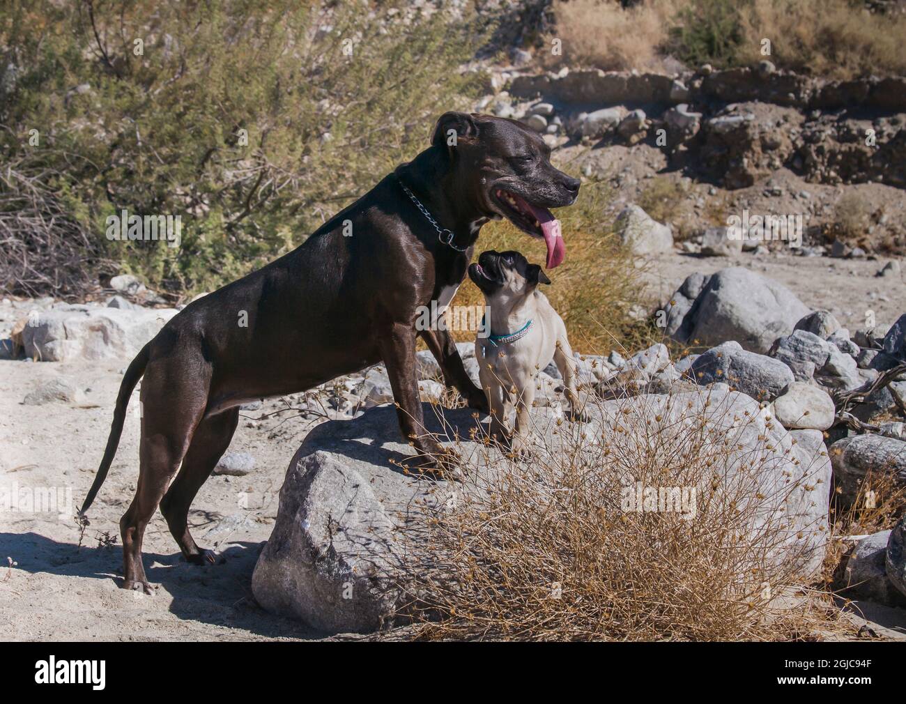 Puppy PUG e bue americano bue nel deserto Foto Stock