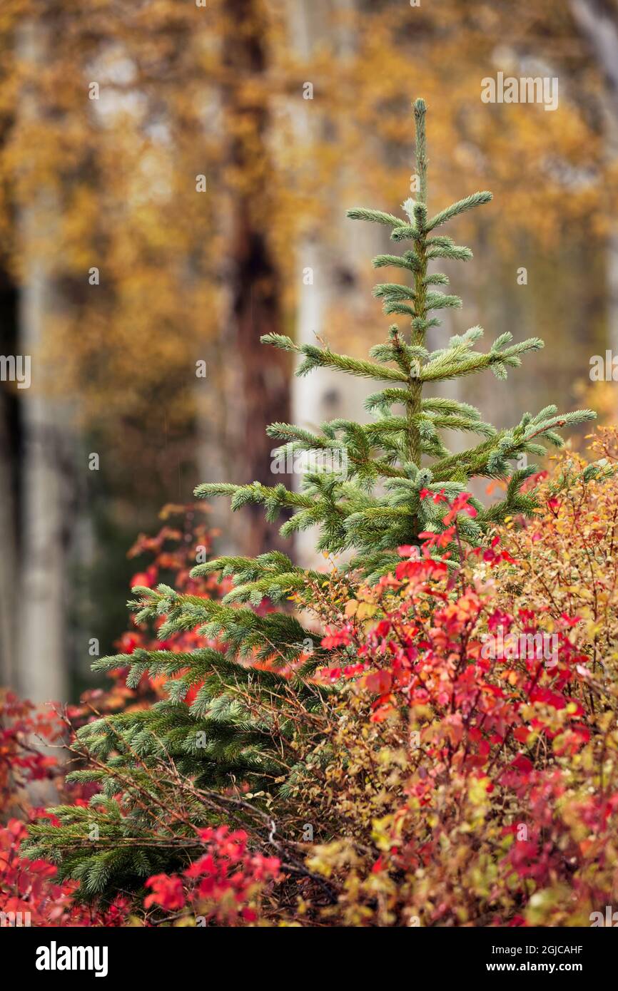 Singolo albero sempreverde e fogliame autunnale, Uncompahgre National Forest, Colorado Foto Stock