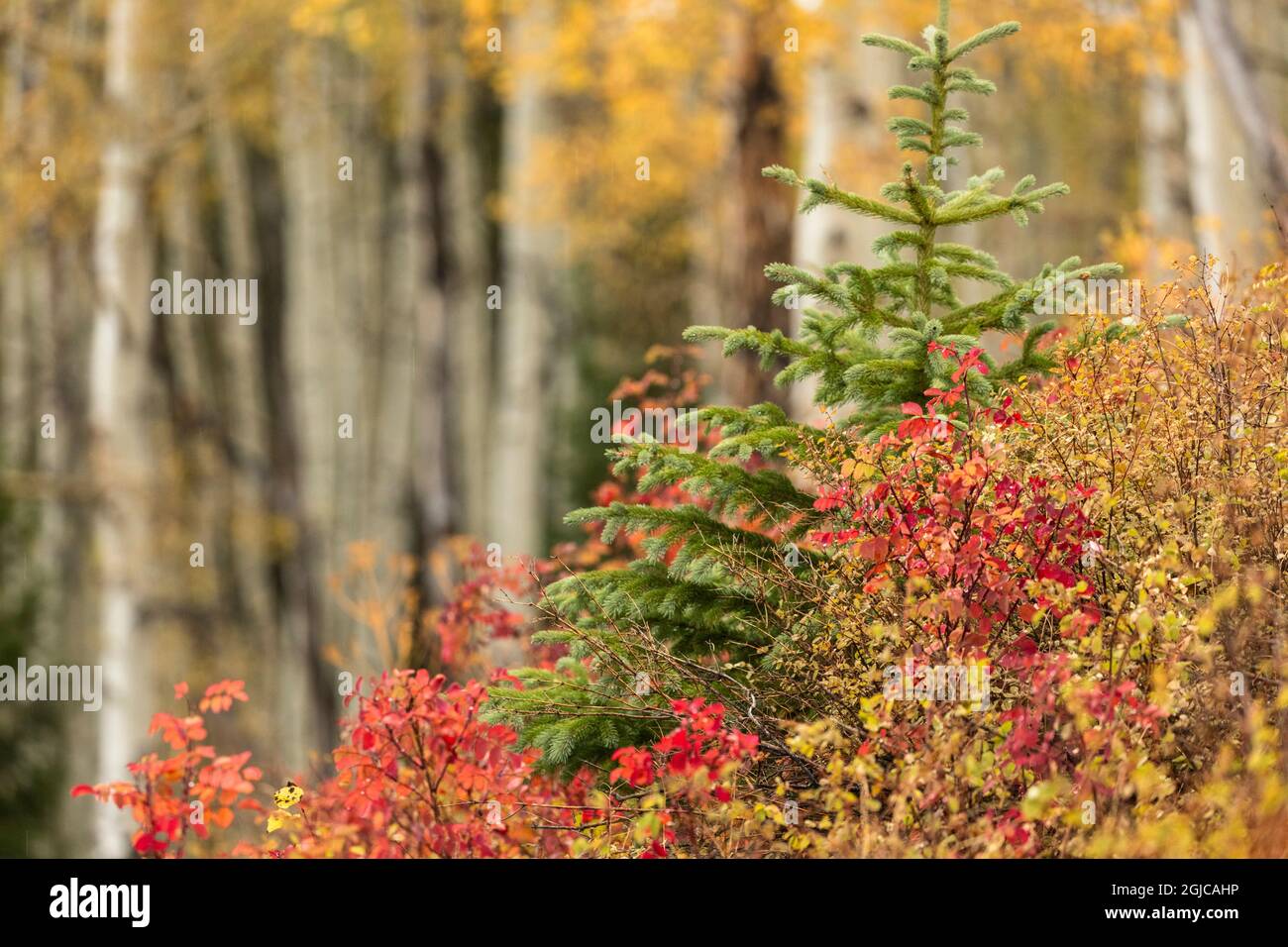 Singolo albero sempreverde e fogliame autunnale, Uncompahgre National Forest, Colorado Foto Stock