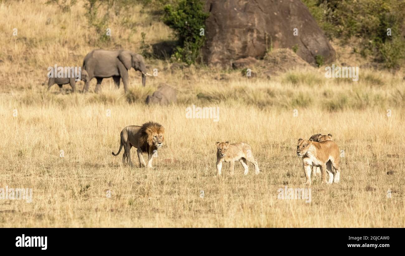 Orgoglio dei leoni, panthera leo, maschio e tre femmine, nelle praterie del Masai Mara, Kenya. Una madre di elefante e vitello può essere visto camminare p Foto Stock