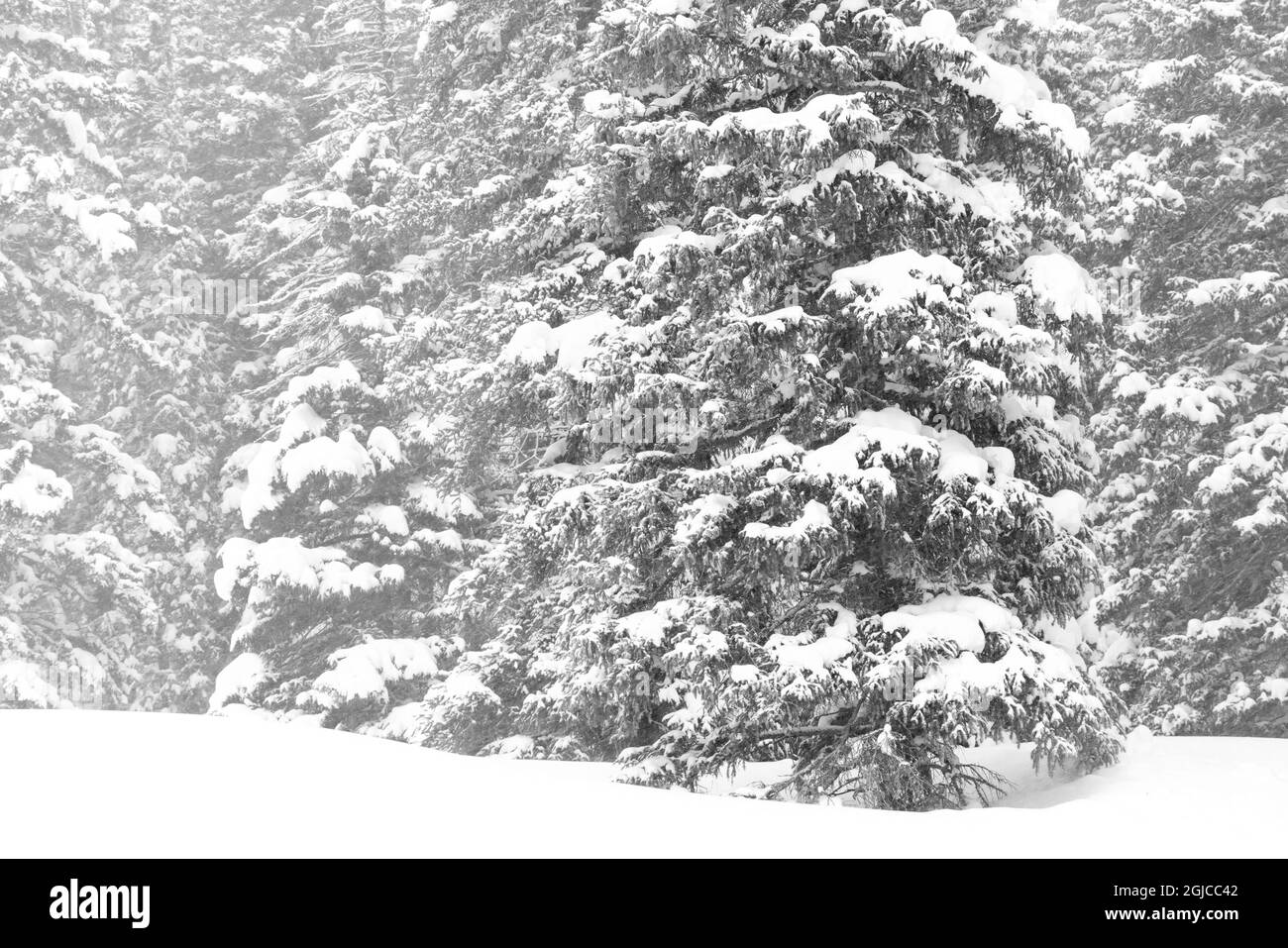 USA, Colorado, Hoosier Pass. La neve fresca pesa sugli alberi di abete rosso. Credit as: Don Grall / Galleria Jaynes / DanitaDelimont.com Foto Stock