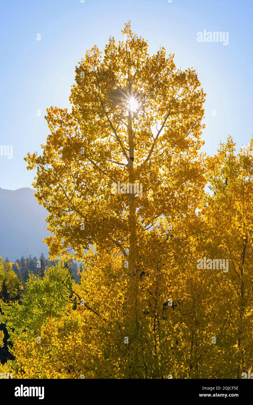 USA, Colorado, San Juan National Forest, Backlit, autunno colorato aspen (Populus tremuloides) in prima mattina e lontano West Needle Mountains. Foto Stock