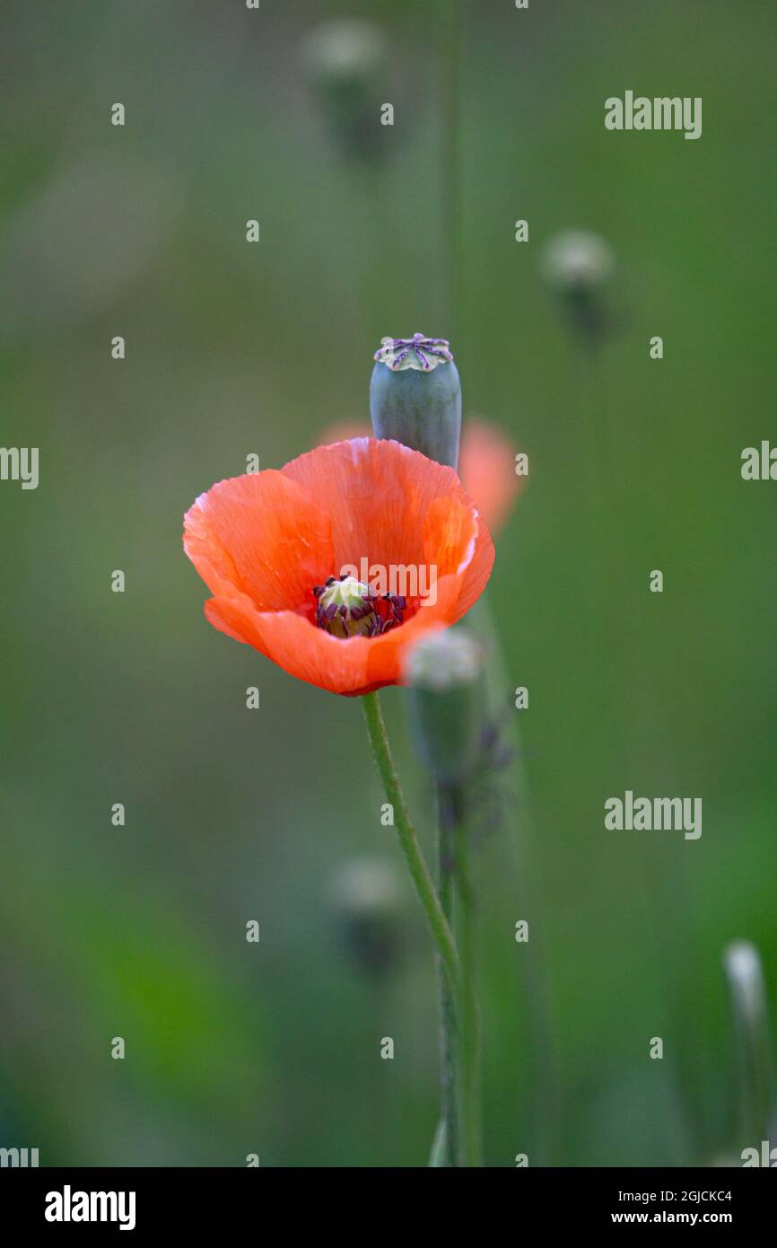 Papaveri rossi e bianchi fiori, Papaver dubiumwild fiori macro Foto Stock