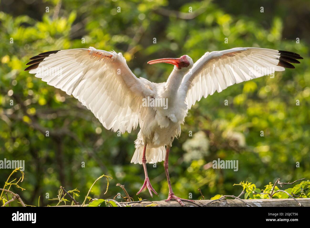 USA, Florida, Anastasia Island, Alligator Farm. Ibis bianco con ala stretch. Credit as: Cathy & Gordon Illg / Jaynes Gallery / DanitaDelimont.com Foto Stock USA, Florida, Anastasia Island, Alligator Farm. Ibis bianco con ala stretch. Credit as: Cathy & Gordon Illg / Jaynes Gallery / DanitaDelimont.com Foto Stock