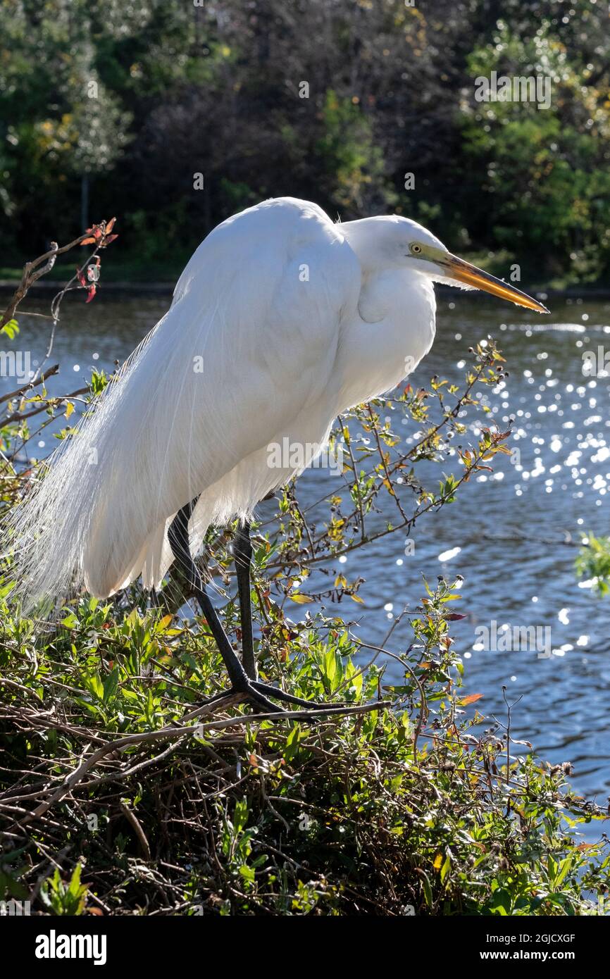 Airone bianco maggiore, Florida Foto Stock