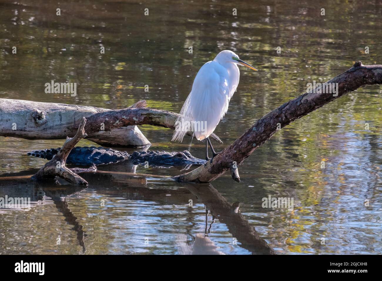 Great Egret and Alligator, Florida Foto Stock