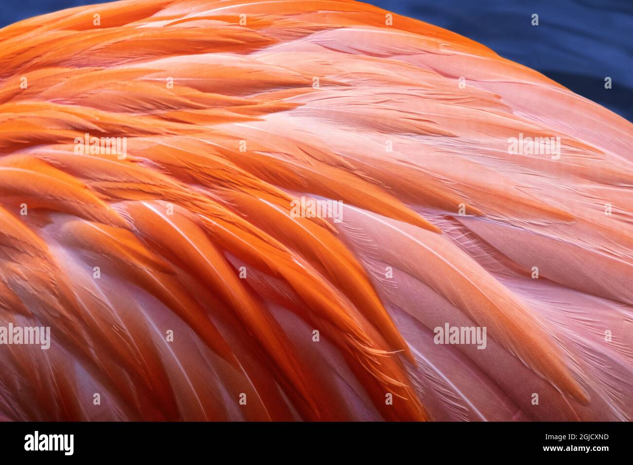 Flamingo piume Foto Stock