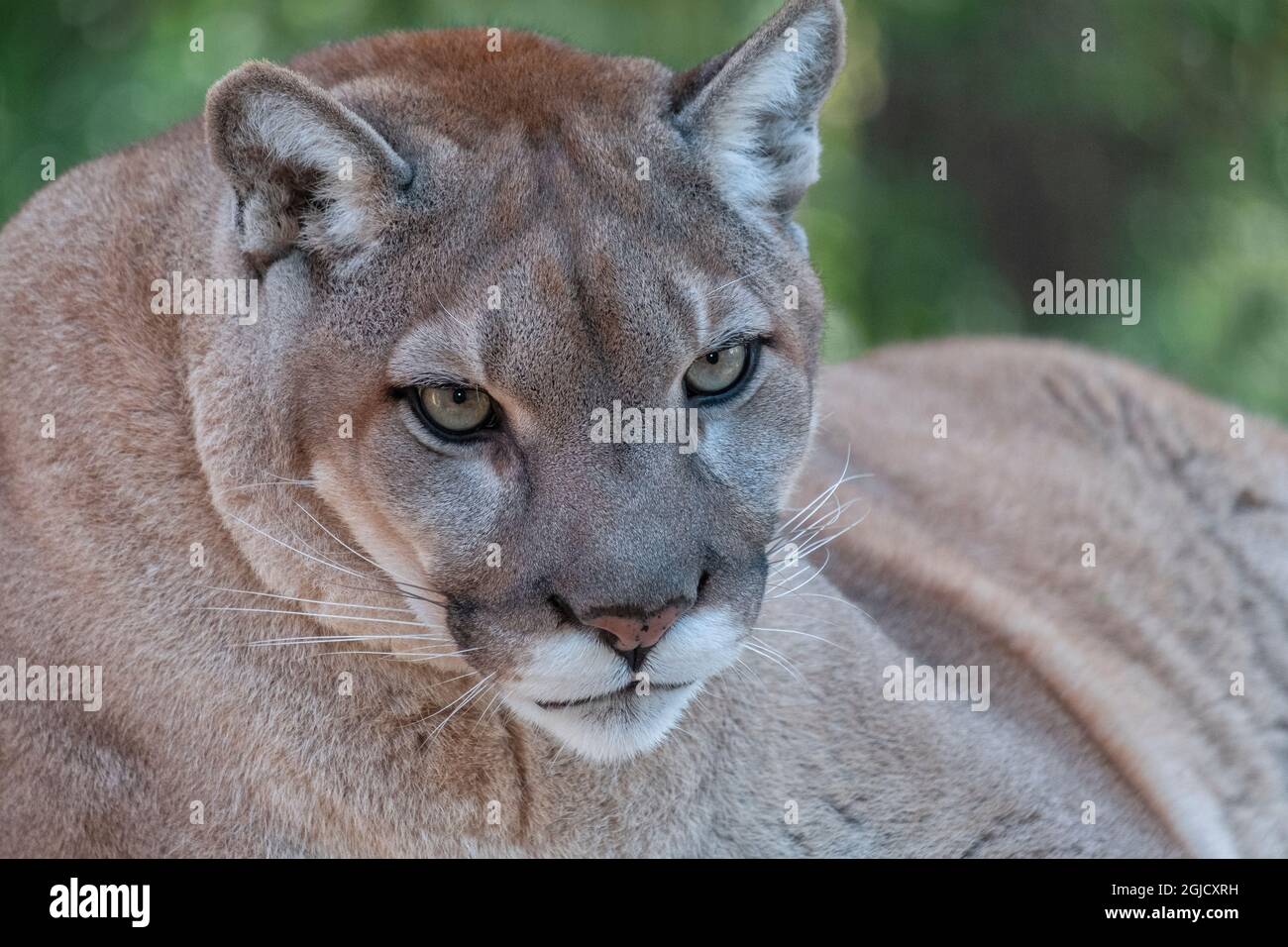 Florida Panther, Gatorland, Orlando, Florida Foto Stock