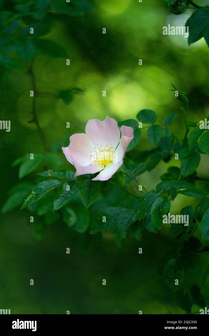 Fiori rosa selvatica Rosa stylosa su sfondo bianco Foto Stock