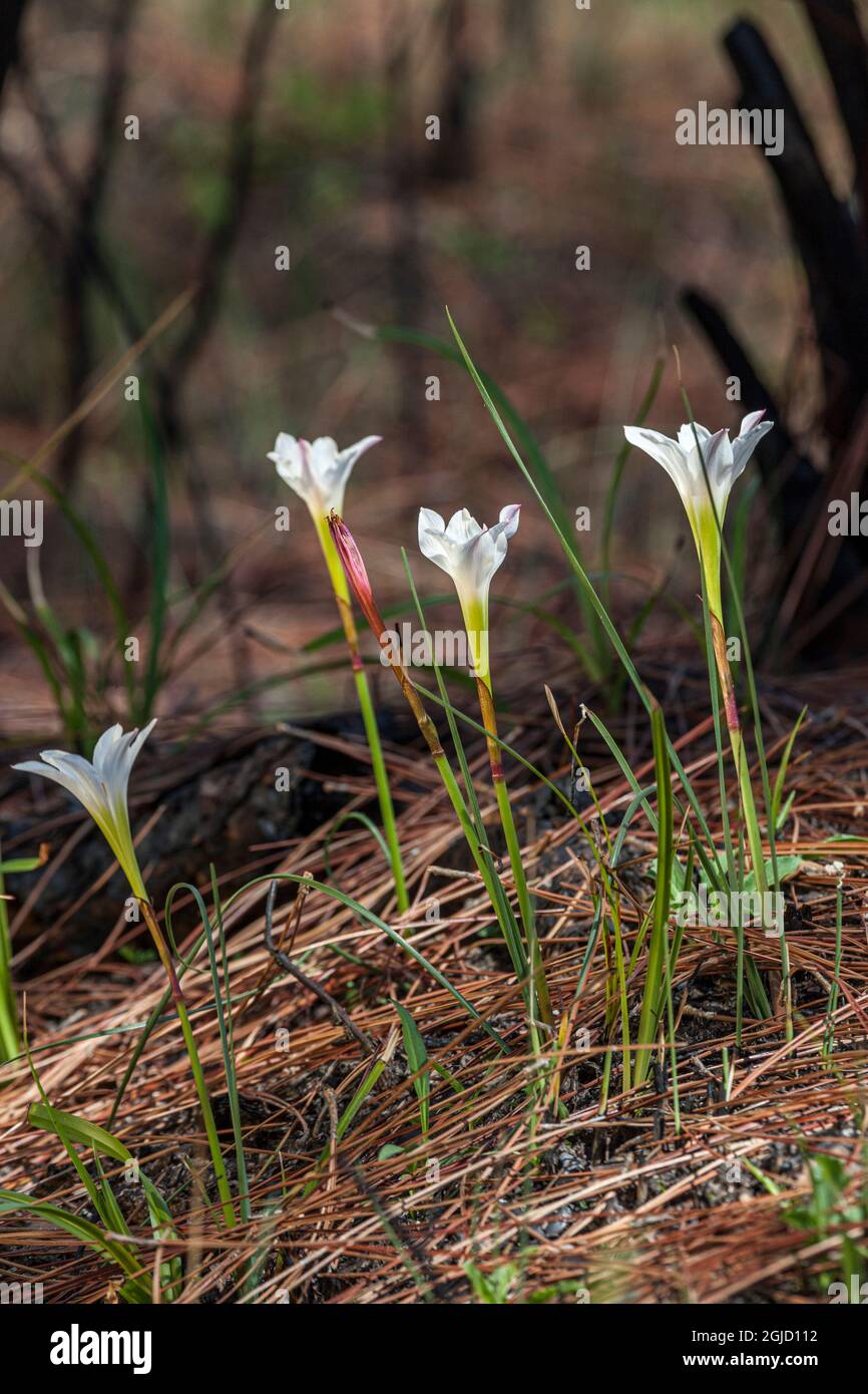 I gigli della pioggia sono uno dei primi fiori ad emergere dopo un fuoco della foresta. Responsabile antincendio. Foto Stock