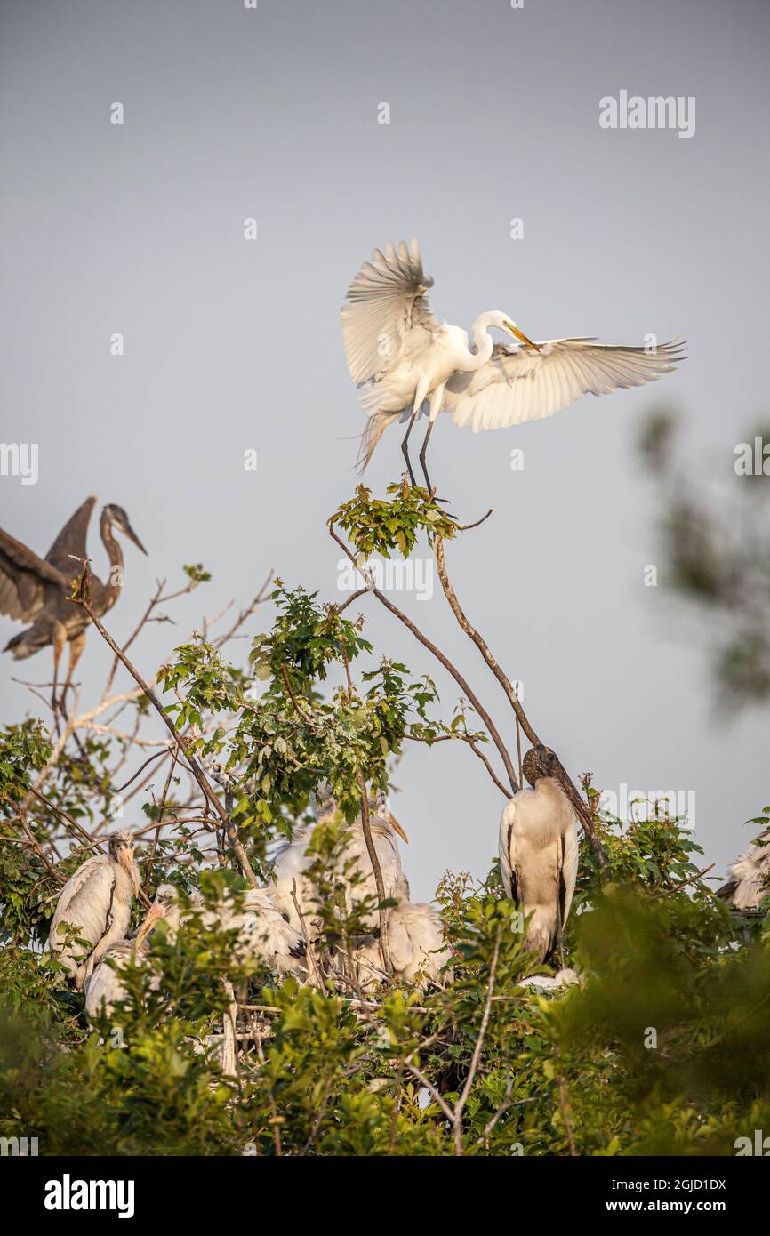 Cicogne di legno su nidi, grande egretta e grande atterraggio di aironi blu. Foto Stock