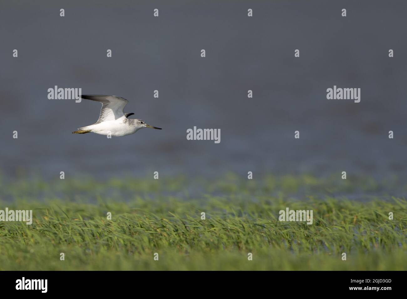 Nordmann's Greenshank, Syn Nordmann's Greenshank (Tringa guttifer) Foto: Magnus Martinsson / TT / 2734 Foto Stock