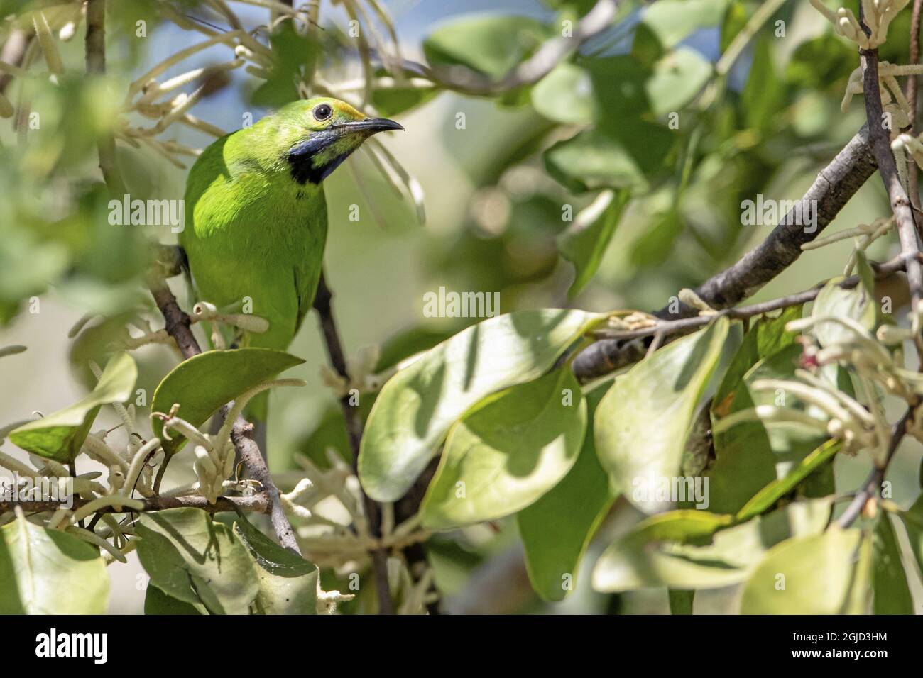 Leafbird (Cloropsis aurifrons) Foto: Magnus Martinsson / TT / 2734 Foto Stock