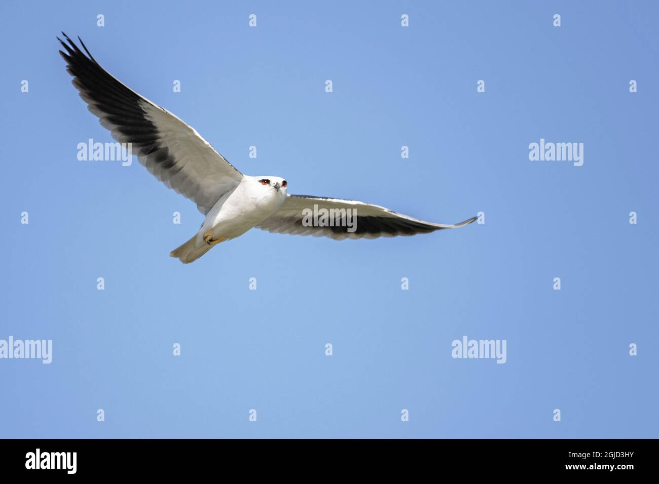 Kite con spalla nera, Kite con zoccoli neri. (Elanus caeruleus). Foto: Magnus Martinsson / TT / 2734 Foto Stock