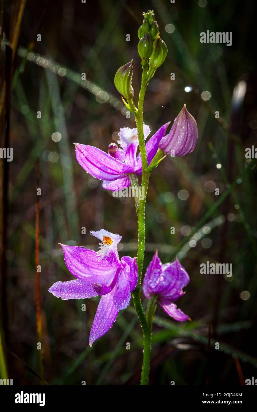 Le orchidee rosa erba sono piante terrestri che si trovano negli Stati Uniti orientali. Foto Stock