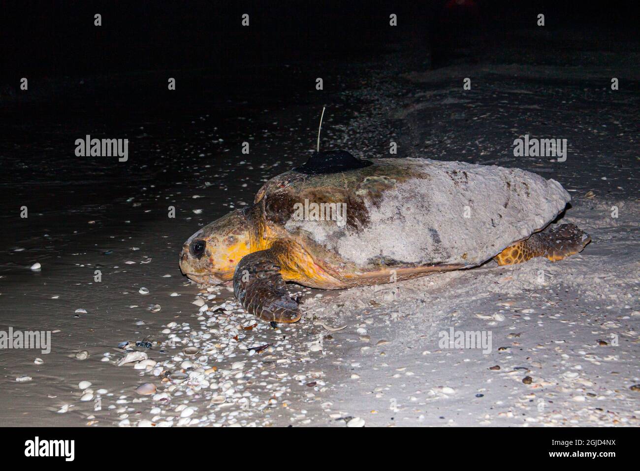 Una tartaruga marina con un trasmettitore satellitare appena collegato ritorna nel Golfo del Messico nel sud della Florida. Foto Stock