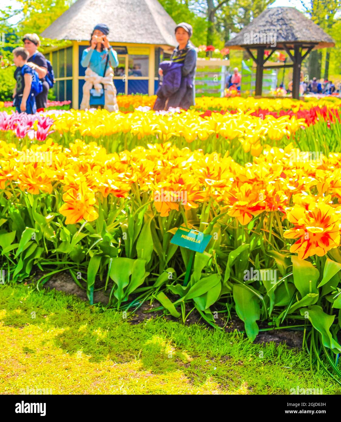 Lisse Paesi Bassi 20. Aprile 2014 tulipani e naffodoli colorati di colore rosso arancio giallo nel parco di tulipani Keukenhof a Lisse Olanda del Sud Paesi Bassi Foto Stock