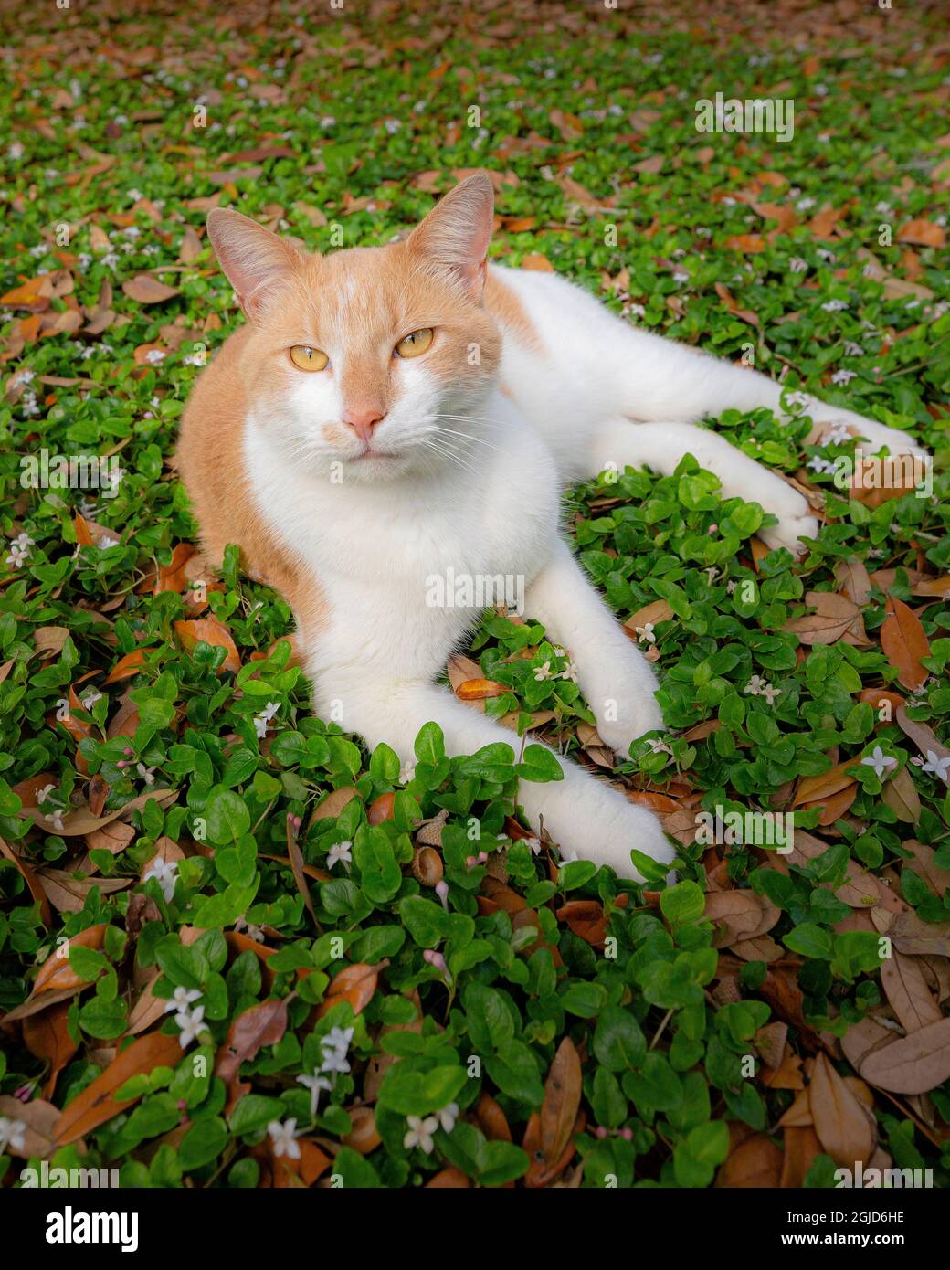 Cracker che posa nel Partridge Berry, Mitchell riapre, pianta nativa della Florida. Foto Stock