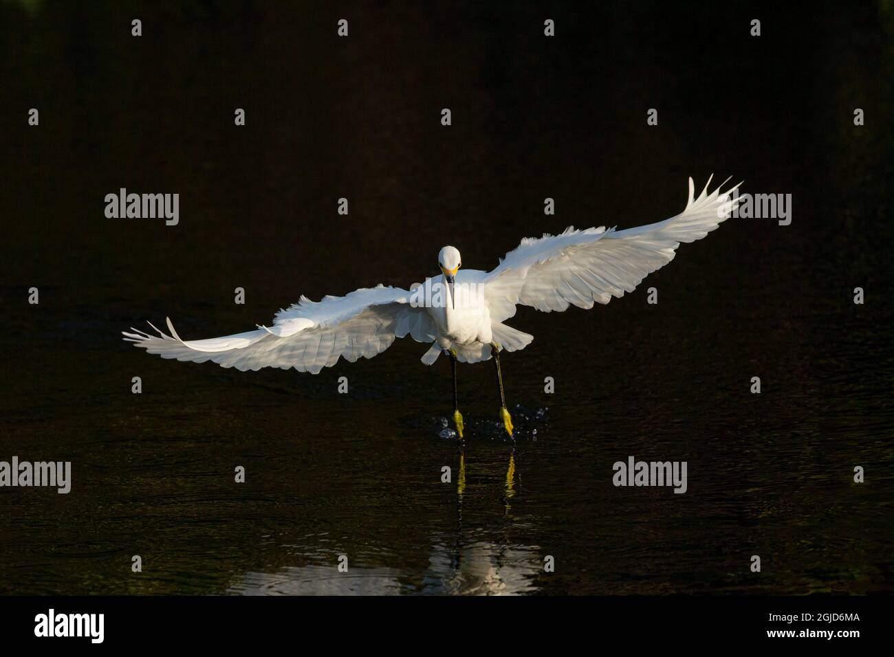 Caccia alla gheparda innevata, Green Cay Wetlands, Florida Foto Stock