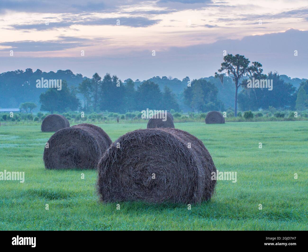 Scena rurale mattutina all'alba, Florida centrale, con balle di fieno Foto Stock