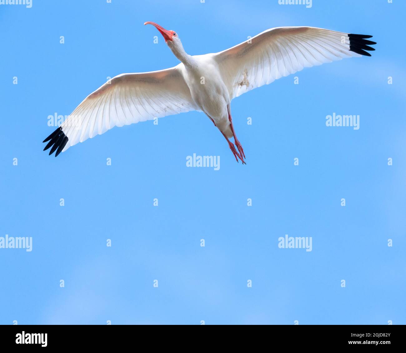 Un Ibis bianco che vola con le ali aperte e le punte delle ali nere Foto Stock