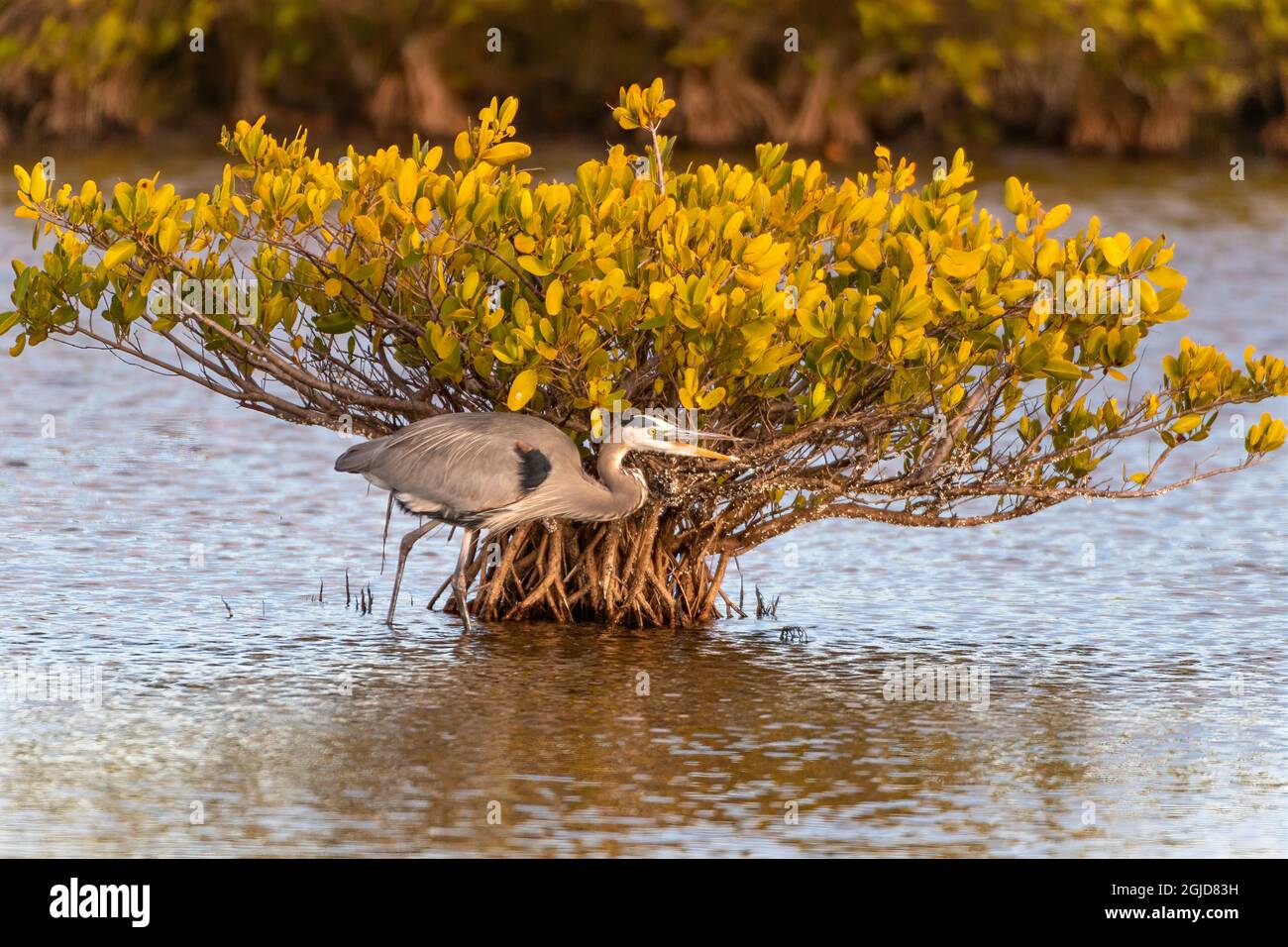 Un Great Blue Heron che cammina in acqua, becco aperto, squawking Foto Stock