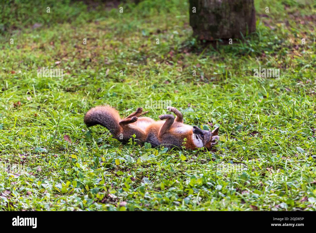 La volpe grigia grattando la schiena sull'erba Foto Stock