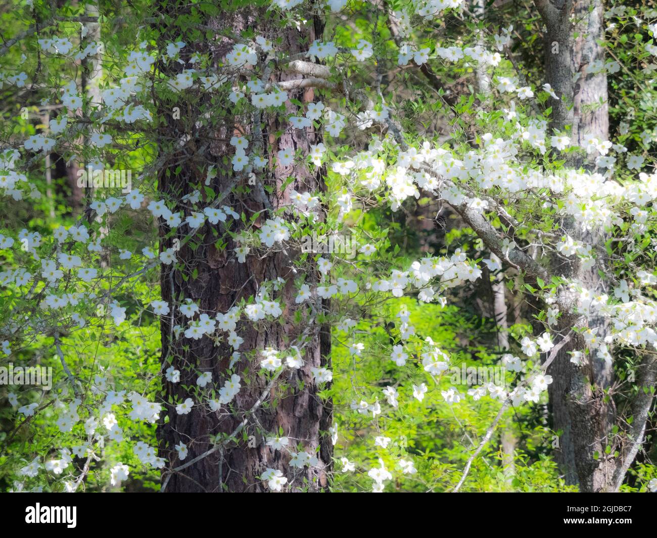 USA, Georgia, Callaway Gardens primavera Foto Stock