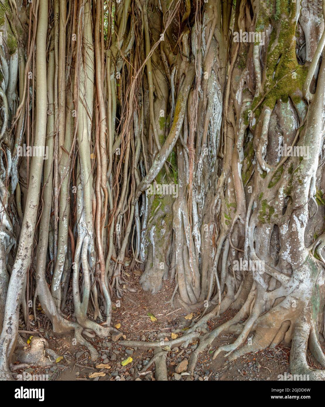 USA, Hawaii, Big Island of Hawaii. Hilo, Kalakaua Park, Banyan albero con più tronchi. Foto Stock