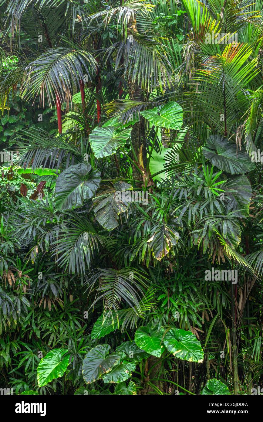 USA, Hawaii, Big Island of Hawaii. Hawaii Tropical Botanical Gardens, corteccia rossa di palma di cera sigillante, aka palma di rossetto e grandi foglie di monstera. Foto Stock