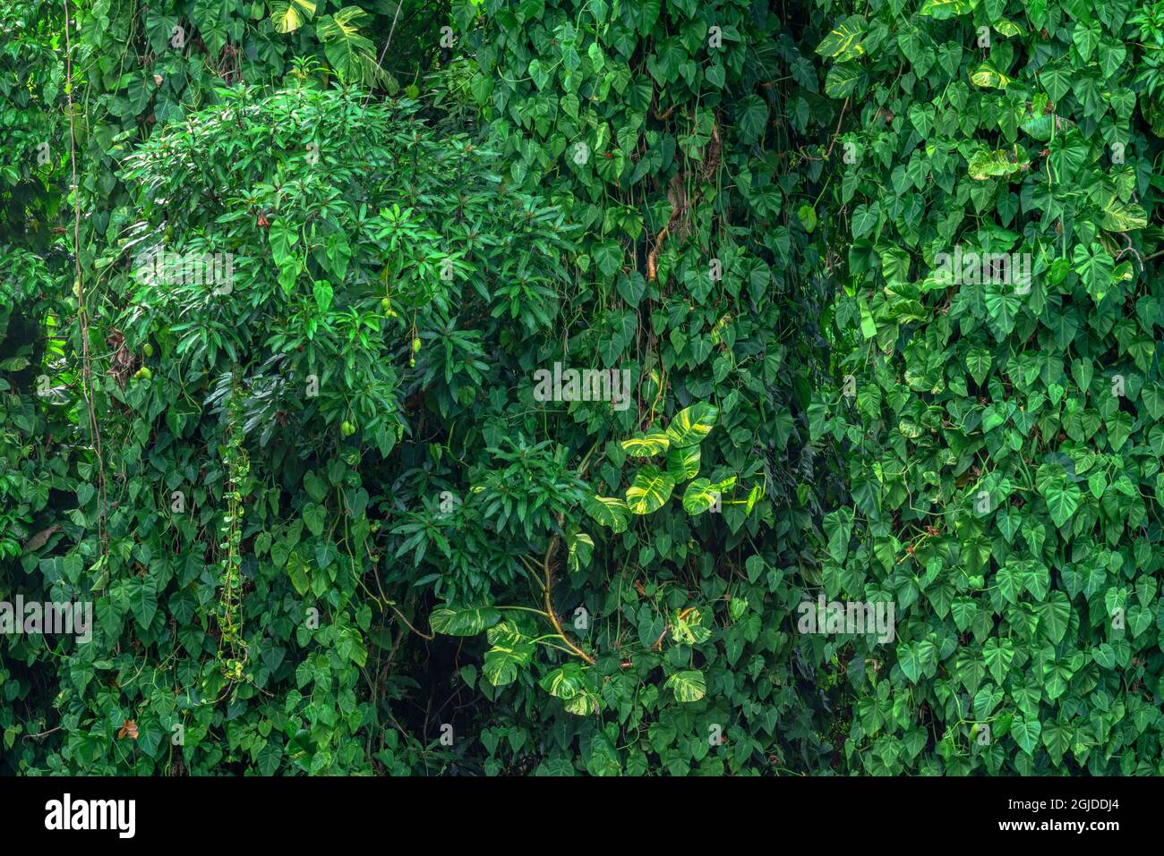 USA, Hawaii, Big Island of Hawaii. Hamakua costa, filodendri simili a vite alberi di fumo nella foresta pluviale tropicale. Foto Stock
