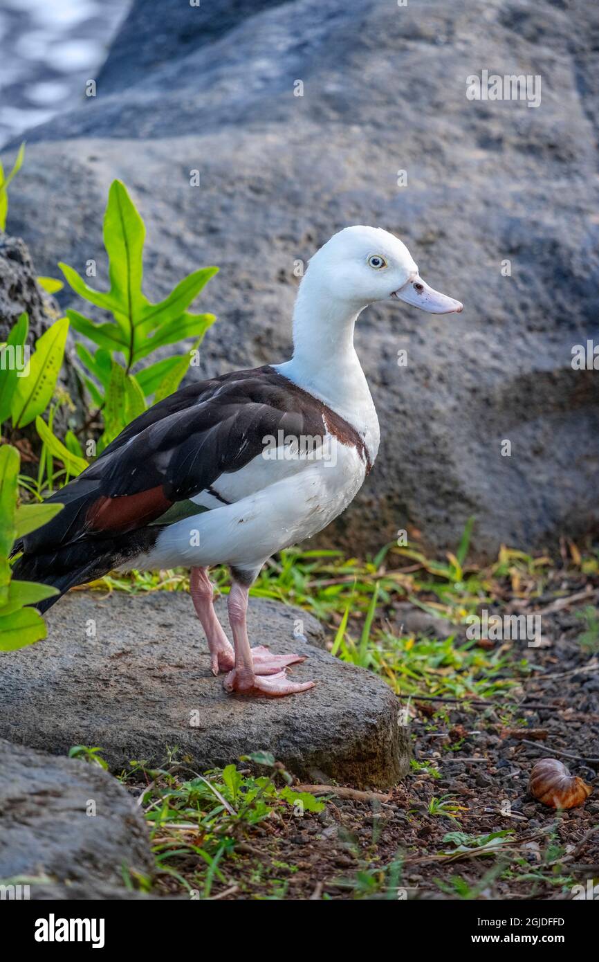 In bianco e nero di anatra Foto Stock