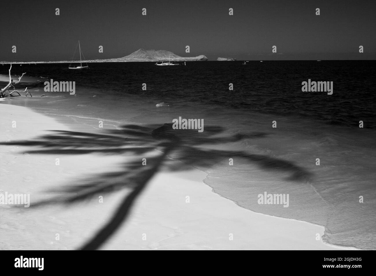 USA, Hawaii, Oahu. Infrarosso di palme ombra e spiaggia Foto Stock